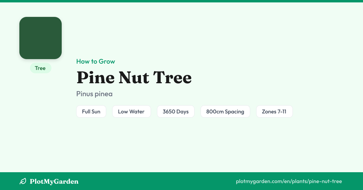 Can You Grow Pine Nut Tree? Zones 7-11, Size & Care