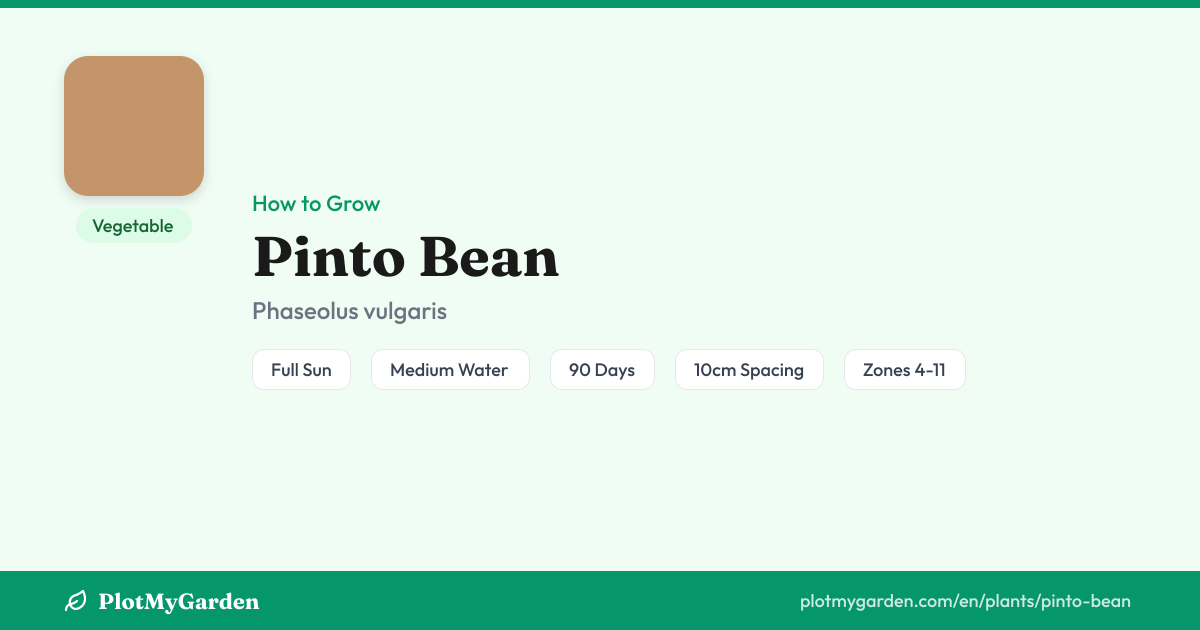 Pinto Bean — Growing Guide, Companion Plants & Care Tips | PlotMyGarden