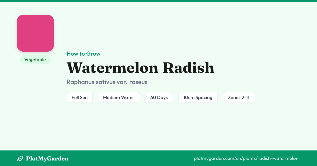 Watermelon Radish: How to Grow, Water & Harvest (60 days)