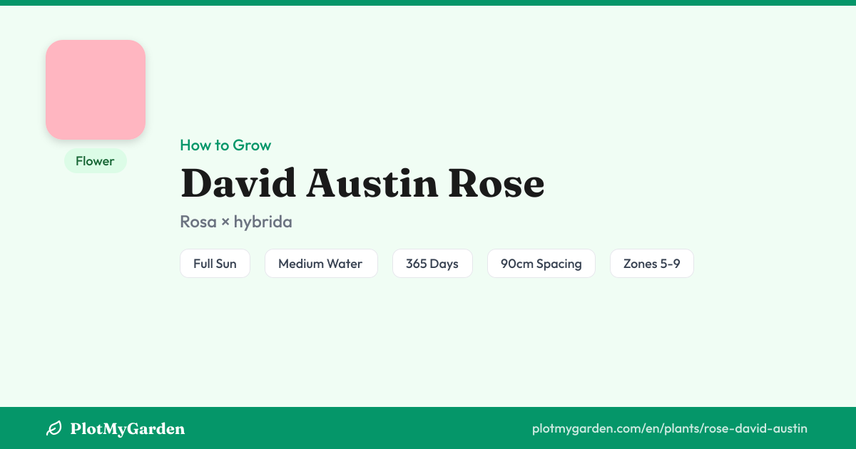 David Austin Rose: Planting, Care & Companion Flowers