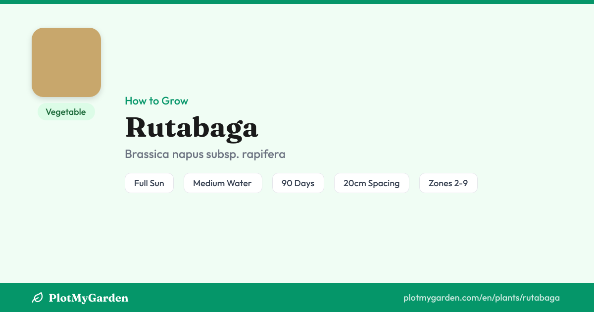 Rutabaga: How to Grow, Water & Harvest (90 days)