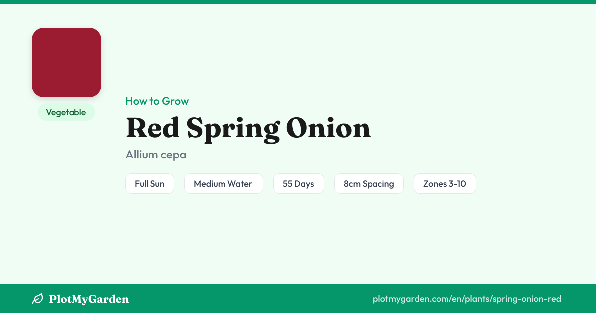 Red Spring Onion: How to Grow, Water & Harvest (55 days)