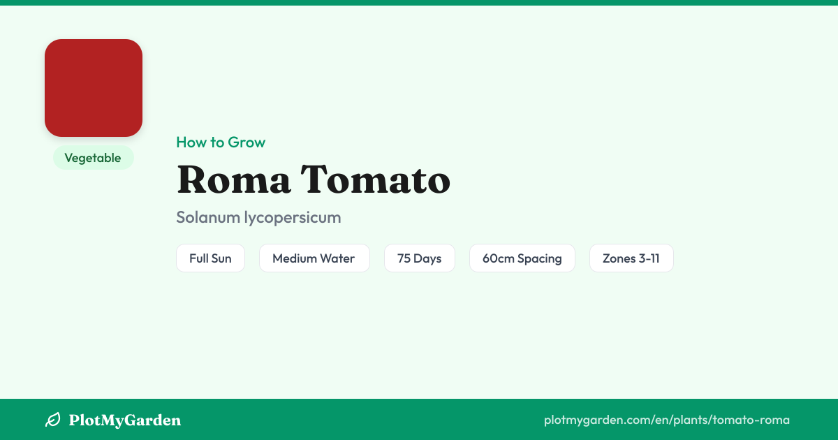 Roma Tomato: How to Grow, Water & Harvest (75 days)
