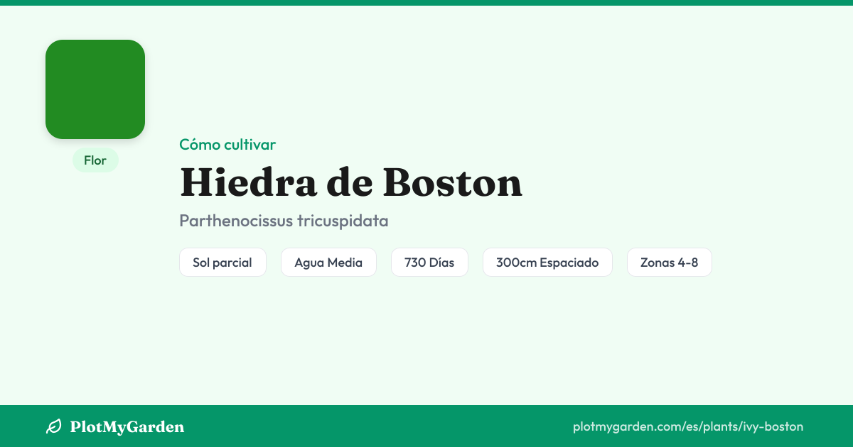 Hiedra de Boston — Guía de Cultivo, Plantas Complementarias y Cuidados ...