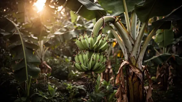 Banane