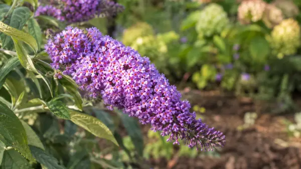 Sommerflieder