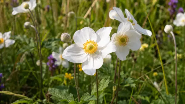 Canada Anemone