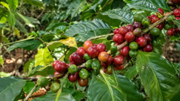 Coffee