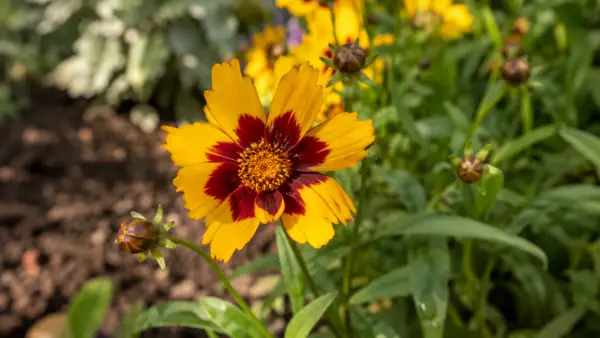 Coreopsis