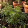 Dill