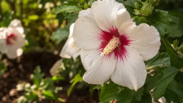 Garten-Eibisch