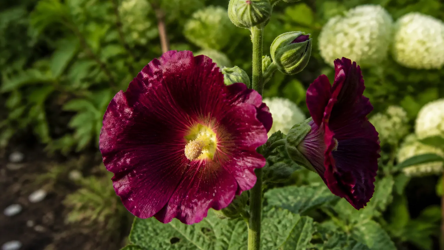 Stockrose: Pflanzen, Pflege & gute Nachbarn im Beet