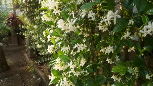 Arabischer Jasmin