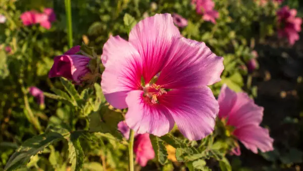 Malope