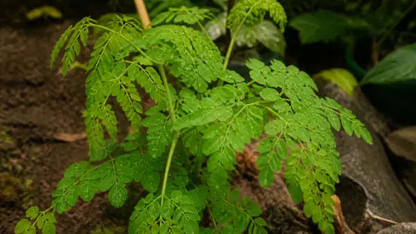 Moringa