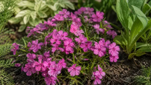 Moss Phlox