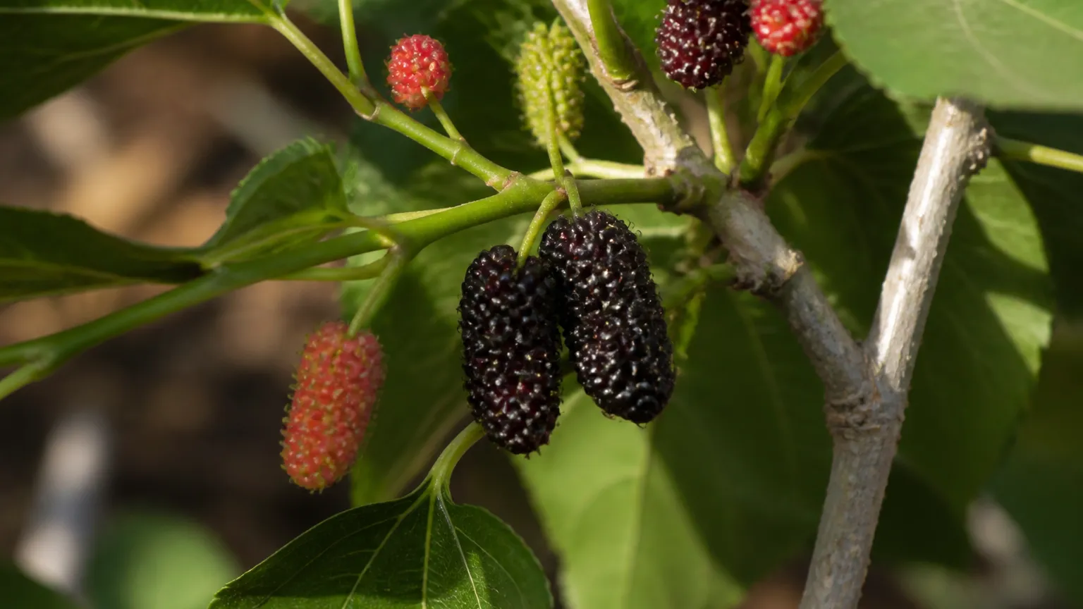 Little Berry マルベリー モリ (Mulberry Mori) Can You Grow Mulberry? Zones 4-9, Fruit in ~2 years