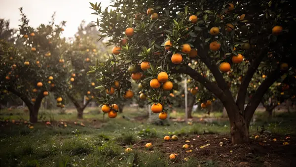 Orangenbaum