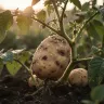 Kartoffel