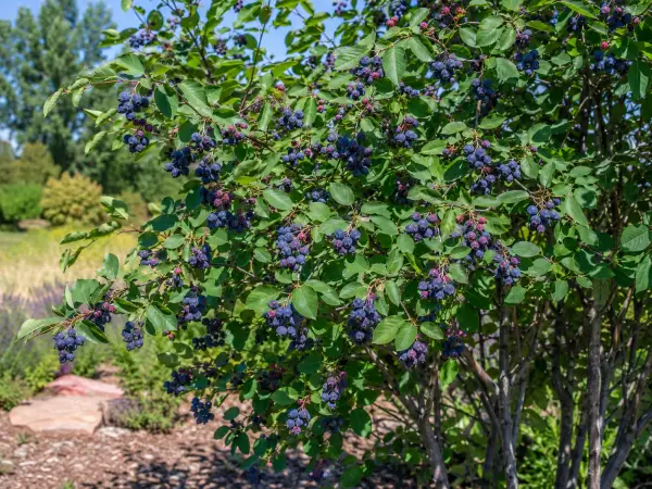Erlenblättrige Felsenbirne (Saskatoon-Beere)