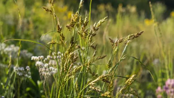 Japanese Sedge