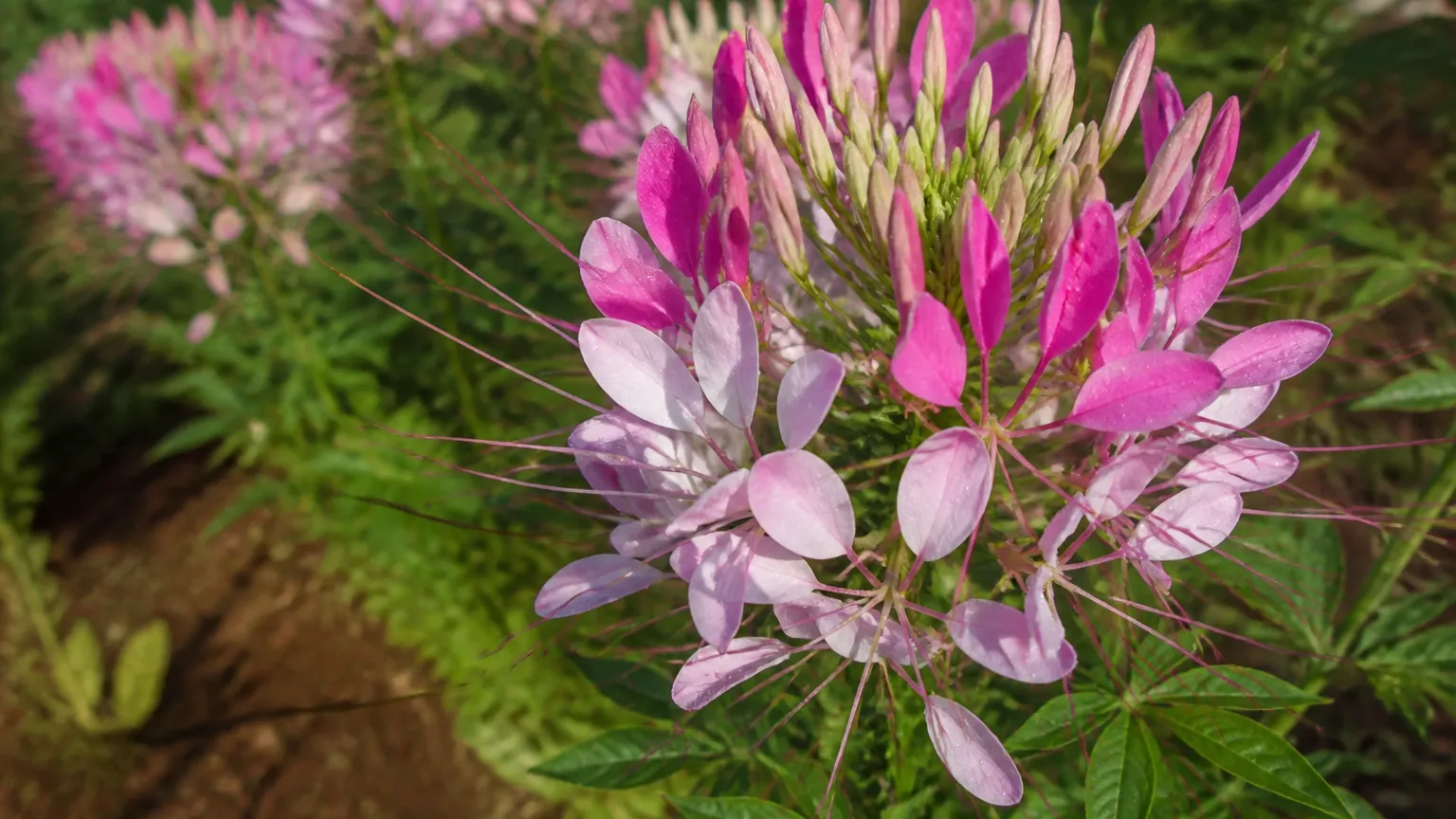 Spider Flower: Planting, Care & Companion Flowers
