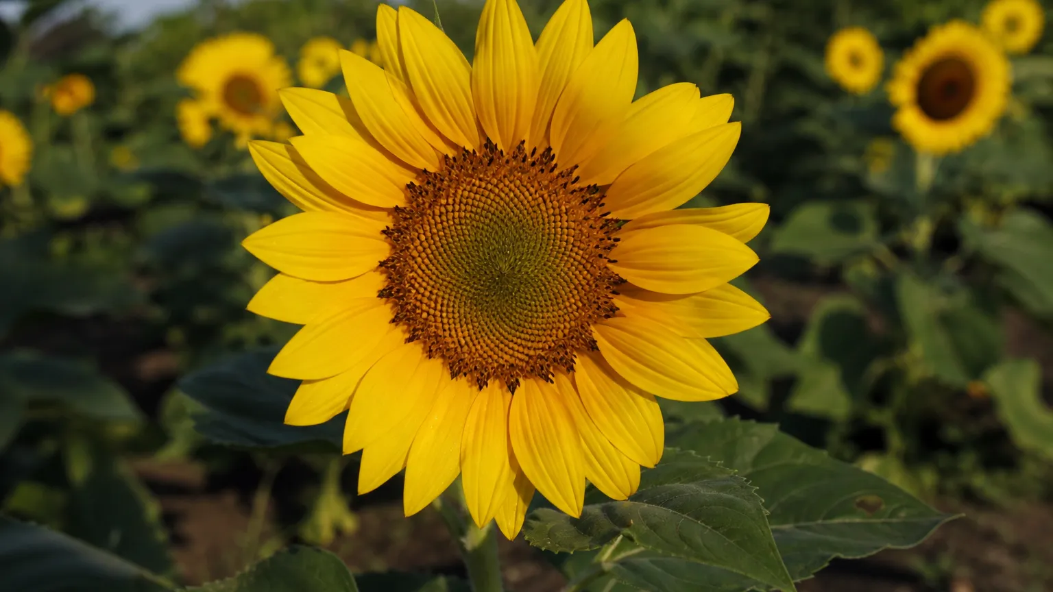 Sunflower