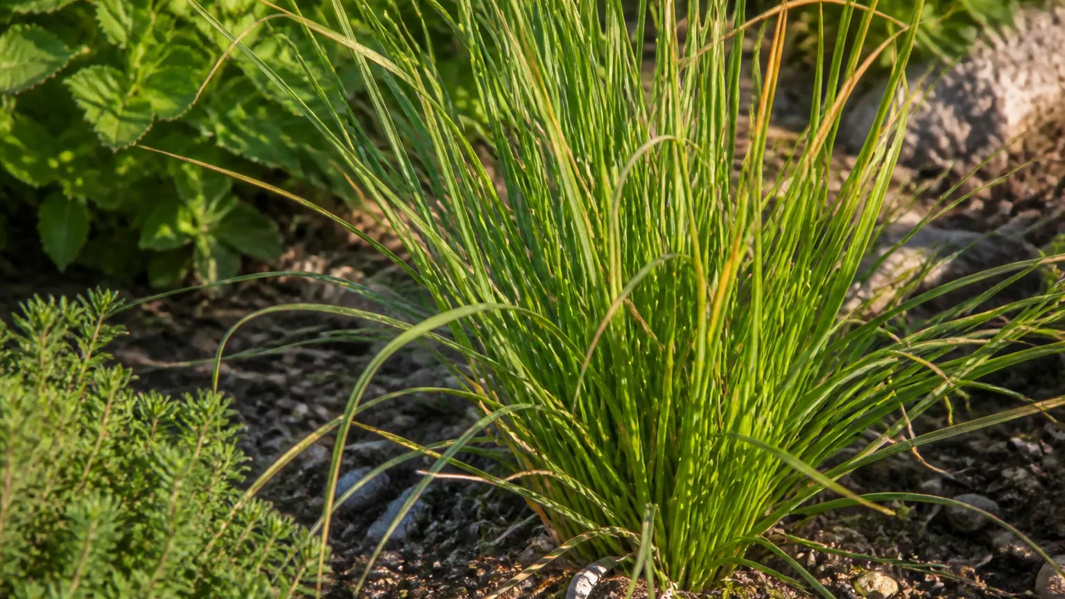 Grow Vetiver: Care, Harvest & Companion Plants