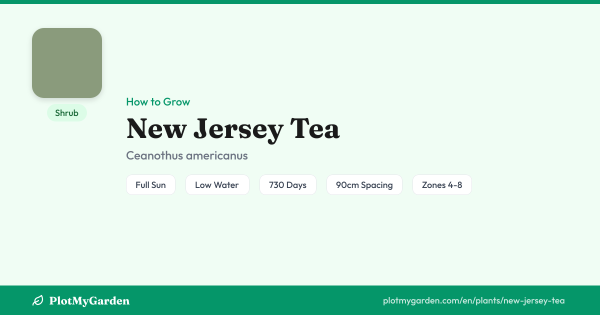 Can You Grow New Jersey Tea? Zones 4-8, Size & Care